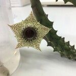 Huernia plowesii