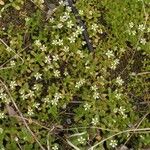 Cerastium semidecandrum Hoja