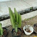 Euphorbia trigona Kabuk