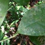 Xylopia rubescens Leaf