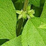 Parietaria debilis Meyve