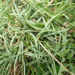 Armeria multiceps Hoja