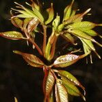 Bursera simaruba Leaf