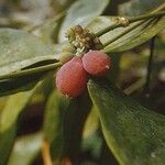 Gnetum gnemon Fruit