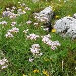 Valeriana montana Kvet