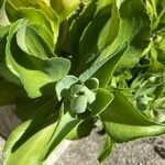 Kalanchoe ceratophylla Hoja