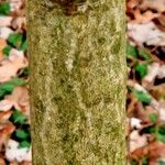 Ilex aquifolium Bark