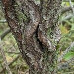 Salix bebbiana Kôra