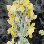 Verbascum lychnitis 花