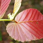 Begonia convallariodora Hoja