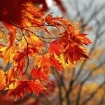 Acer japonicum Ліст