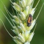 Triticum turgidum Fruto