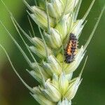 Triticum turgidum Vaisius