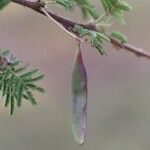 Vachellia abyssinica Плод