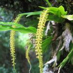 Oberonia disticha Flower