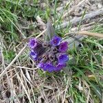 Pulmonaria montana Flower