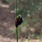 Schoenus nigricans Flower
