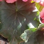 Begonia spp. Leaf