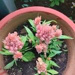 Amaranthus hybridus Blomma