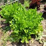 Lactuca sativa Folha