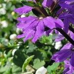 Scaevola aemula Flower