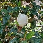 Magnolia grandifloraFlor