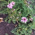 Coronilla variaFlower