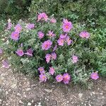 Cistus creticus Blüte