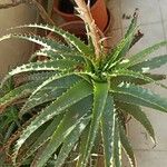 Aloe × spinosissima Hoja