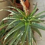 Aloe × spinosissima ᱥᱟᱠᱟᱢ