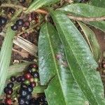 Ardisia fimbrillifera Leaf