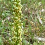 Orchis anthropophoraFlower