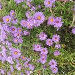 Symphyotrichum novae-angliaeFloare