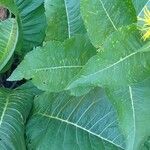 Inula helenium Leaf