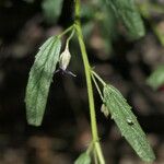 Hermannia affinis