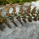 Asplenium fontanum Fruit