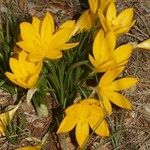 Sternbergia sicula आदत