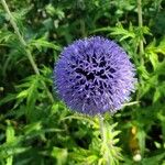 Echinops bannaticusÕis