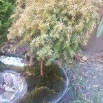 Juniperus × pfitzeriana Bark