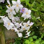 Solanum bonarienseBlüte