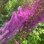 Astilbe japonica Lorea