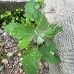 Chenopodium ficifoliumBlad