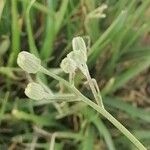 Podospermum laciniatum Цвят