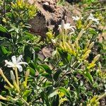 Turraea mombassana Λουλούδι