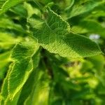 Salvia somalensis Hoja