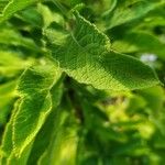 Salvia somalensis Leaf