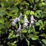 Aconitum uncinatum Pokrój