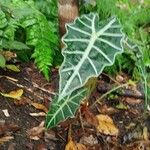 Alocasia sanderiana Liść