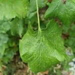 Ribes nigrum Leaf