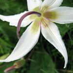 Erythronium oregonum Virág